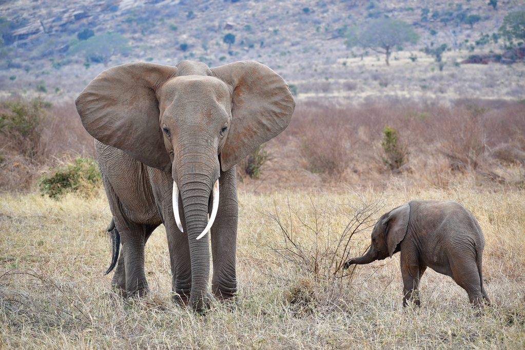 Tsavo East National Park
